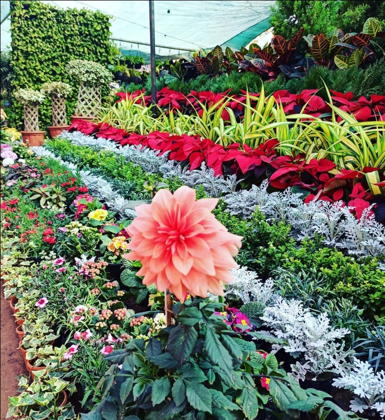 Neel Kamal Nursery | Call: 9351409212 Best Home Garden and Landscaping services in Jaipur | Flower plant Nursery in Jaipur, Rajasthan